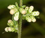 White goldenrod